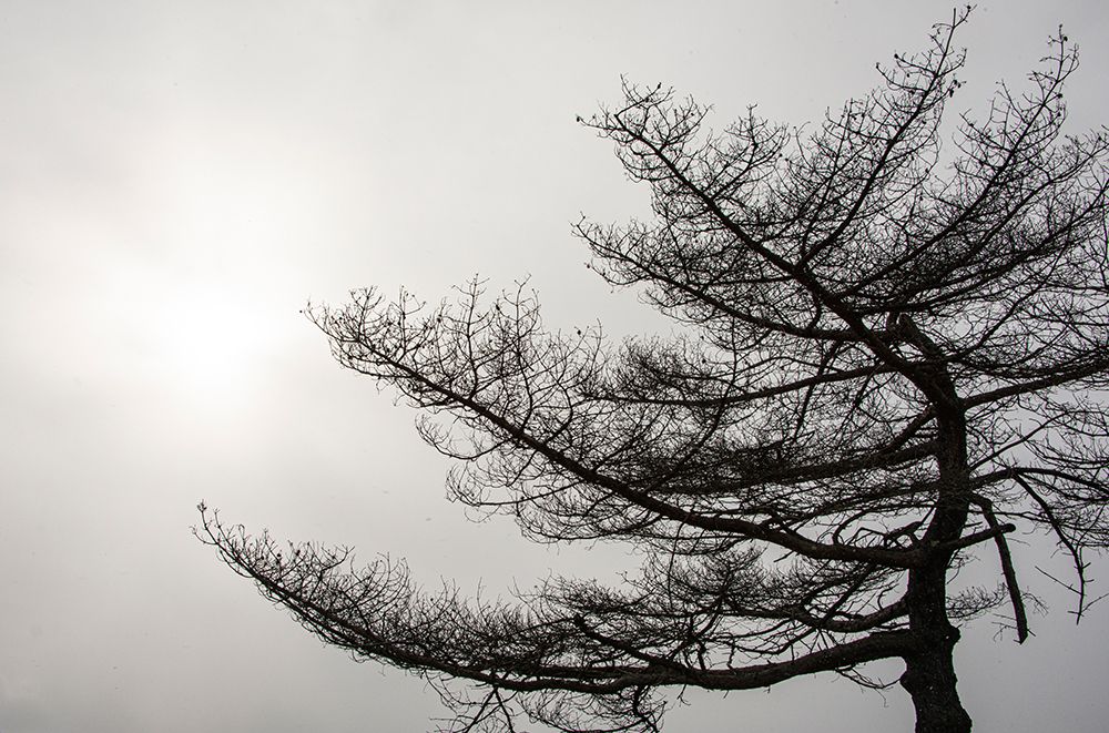 USA-Vermont-Morrisville-Jopson Lane Tree silhouetted against winter sky art print by Allison Jones for $57.95 CAD
