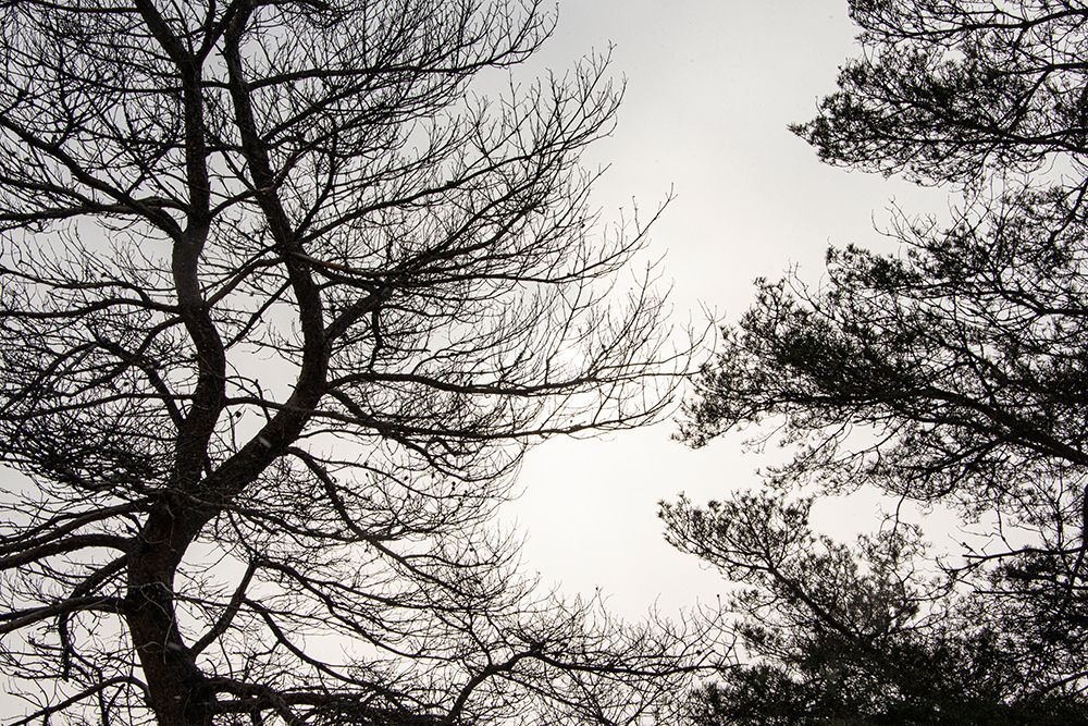 USA-Vermont-Morrisville-Jopson Lane Tree silhouetted against winter sky art print by Allison Jones for $57.95 CAD