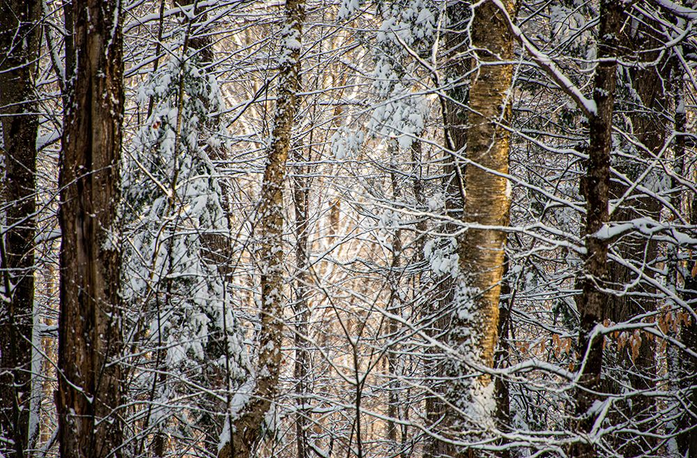 USA-Vermont-Morrisville-snow covered forest full of trees art print by Allison Jones for $57.95 CAD