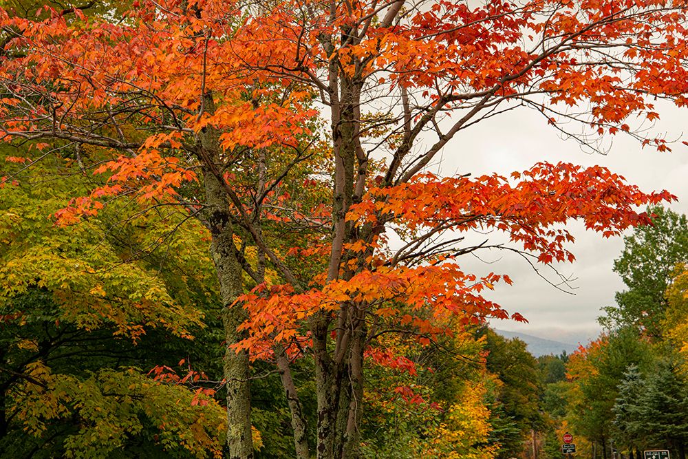 USA-Vermont-New England-Stowe Mt Mansfield parking lot view art print by Allison Jones for $57.95 CAD
