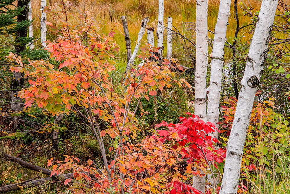 USA-Vermont-Stowe-birch trees around wetlands above the Toll House on Route 108 art print by Allison Jones for $57.95 CAD