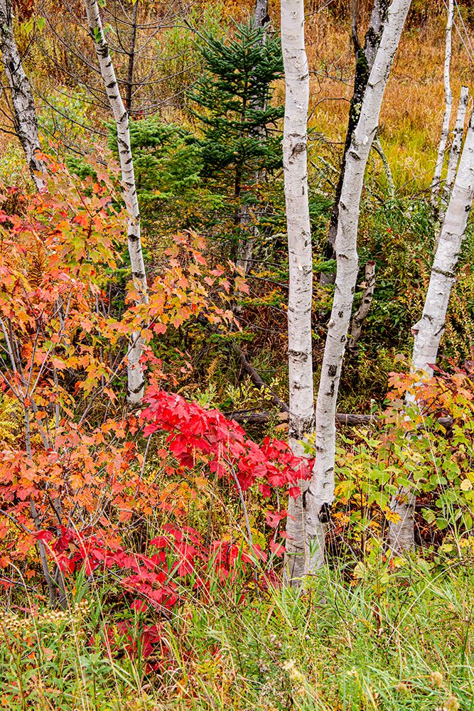 USA-Vermont-Stowe-birch trees around wetlands above the Toll House on Route 108 art print by Allison Jones for $57.95 CAD
