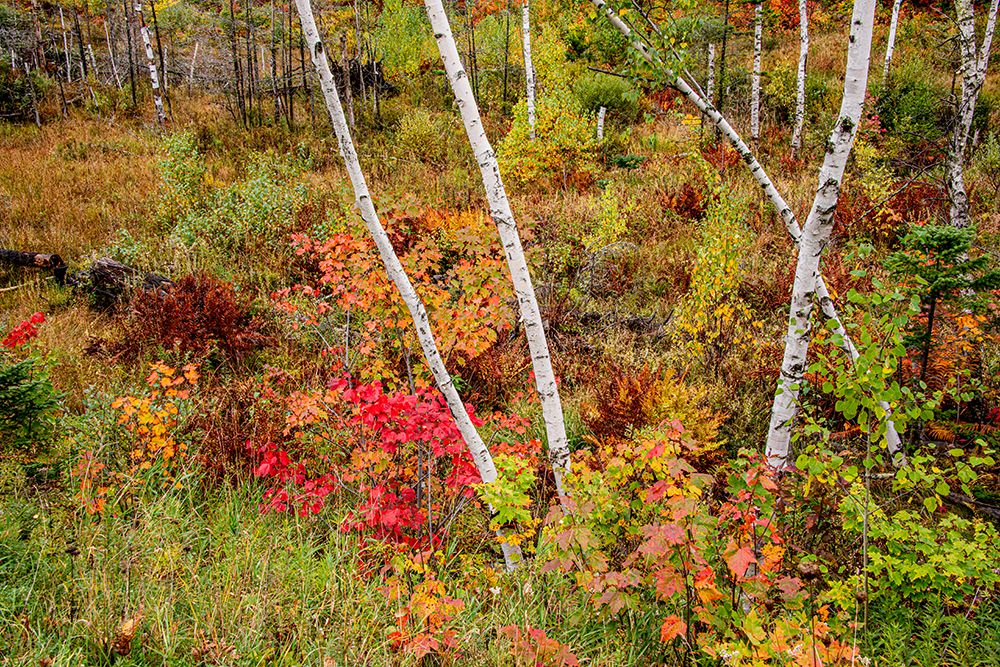USA-Vermont-Stowe-birch trees around wetlands above the Toll House on Route 108 art print by Allison Jones for $57.95 CAD