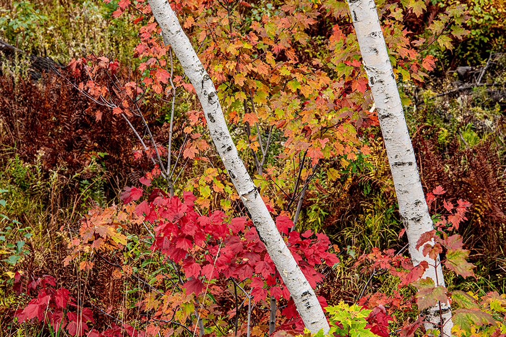 USA-Vermont-Stowe-birch trees around wetlands above the Toll House on Route 108 art print by Allison Jones for $57.95 CAD