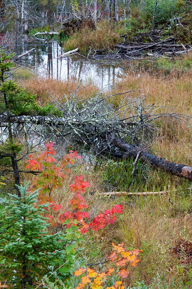 USA-Vermont-Stowe-birch trees around wetlands above the Toll House on Route 108 art print by Allison Jones for $57.95 CAD