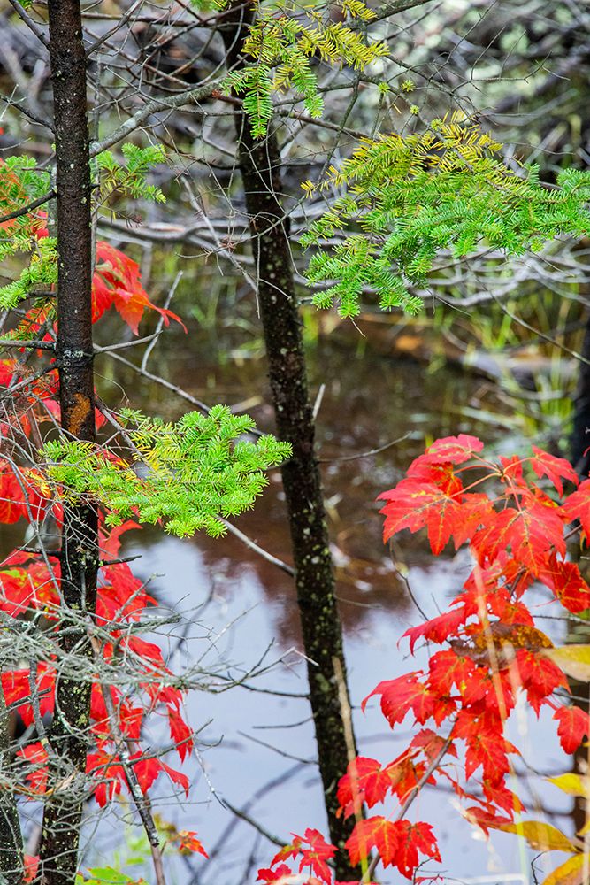 USA-Vermont-Stowe-birch trees around wetlands above the Toll House on Route 108 art print by Allison Jones for $57.95 CAD