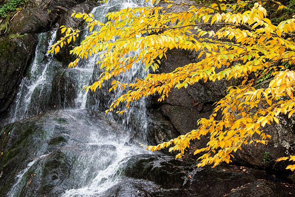 USA-Vermont-Fall foliage in Mad River Valley along trail to Warren Falls art print by Allison Jones for $57.95 CAD