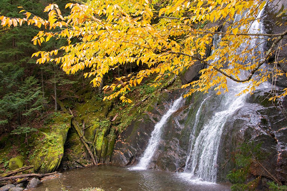 USA-Vermont-Fall foliage in Mad River Valley along trail to Warren Falls art print by Allison Jones for $57.95 CAD