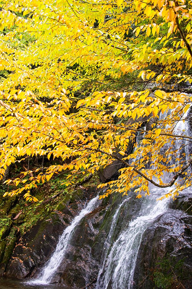 USA-Vermont-Fall foliage in Mad River Valley along trail to Warren Falls art print by Allison Jones for $57.95 CAD