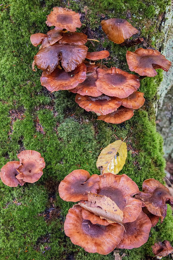 USA-Vermont-Fall foliage and mushrooms in Mad River Valley along trail to Warren Falls art print by Allison Jones for $57.95 CAD