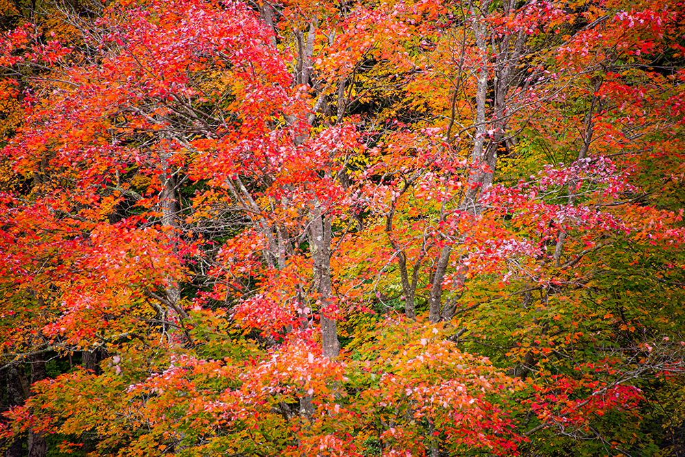 USA-Vermont-Fall foliage in Green Mountains at Bread Loaf-owned by Middlebury College art print by Allison Jones for $57.95 CAD
