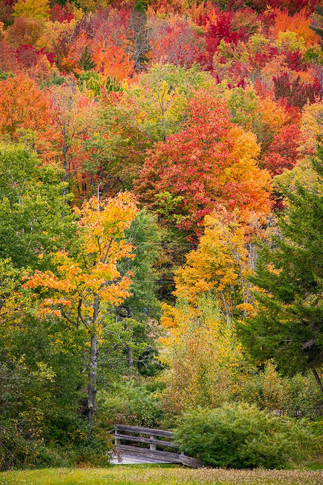USA-Vermont-Fall foliage in Green Mountains at Bread Loaf-owned by Middlebury College art print by Allison Jones for $57.95 CAD