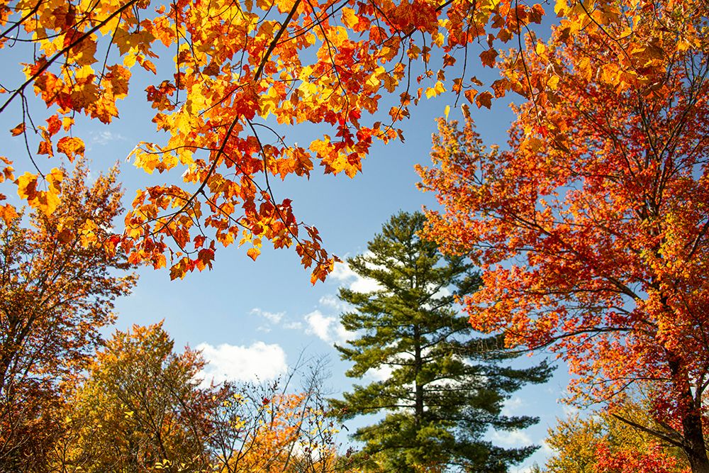 USA-Vermont-Fall foliage in Morrisville on Jopson Lane art print by Allison Jones for $57.95 CAD