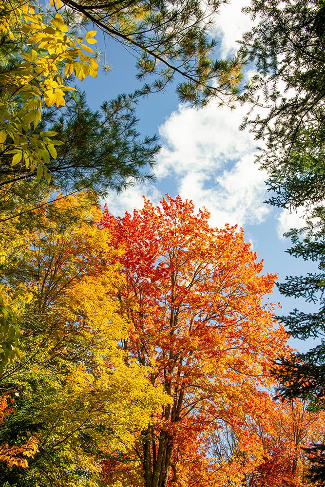 USA-Vermont-Fall foliage in Morrisville on Jopson Lane art print by Allison Jones for $57.95 CAD