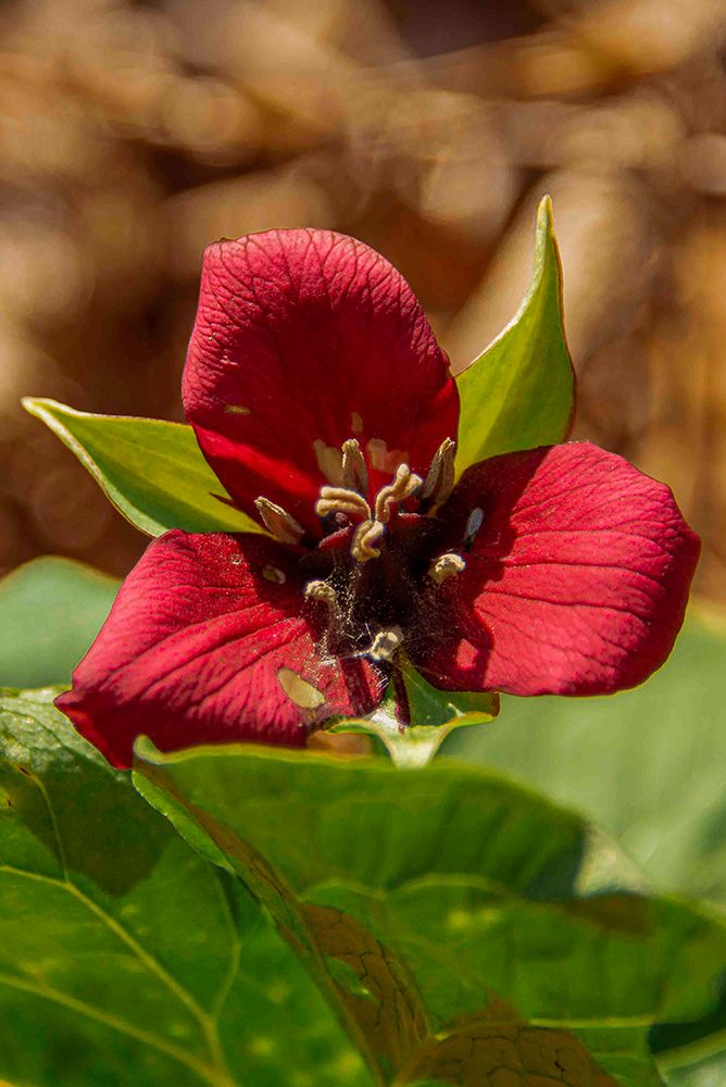 USA, Vermont, Morrisville. Jopson Lane, between winter and early spring, red trillium in the forest art print by Alison Jones for $57.95 CAD