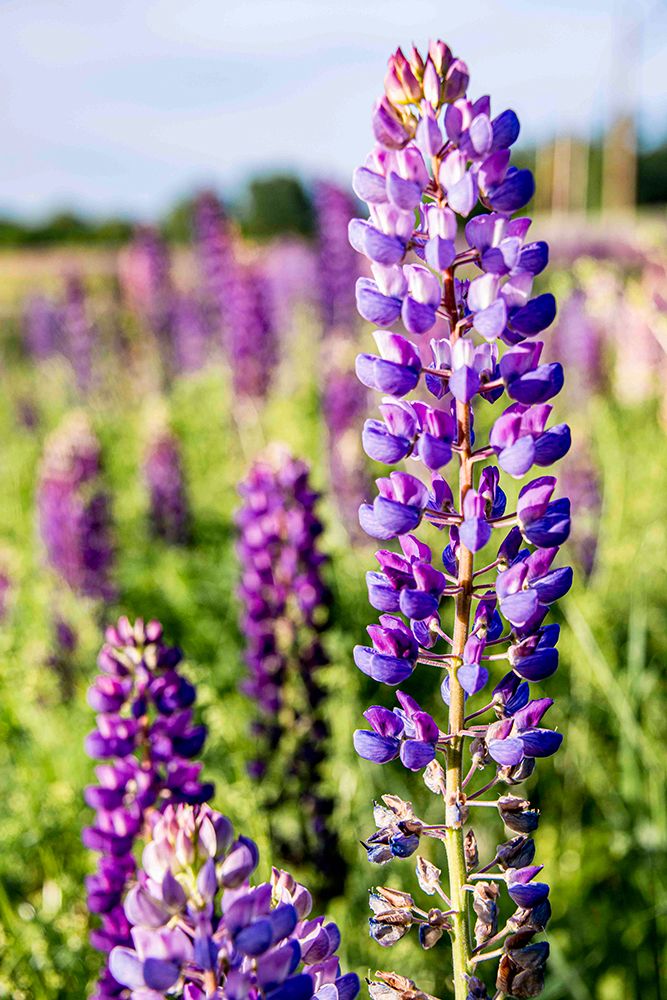 USA, Vermont, Stowe. Field of lupines blooming in spring on Rt 100 art print by Alison Jones for $57.95 CAD