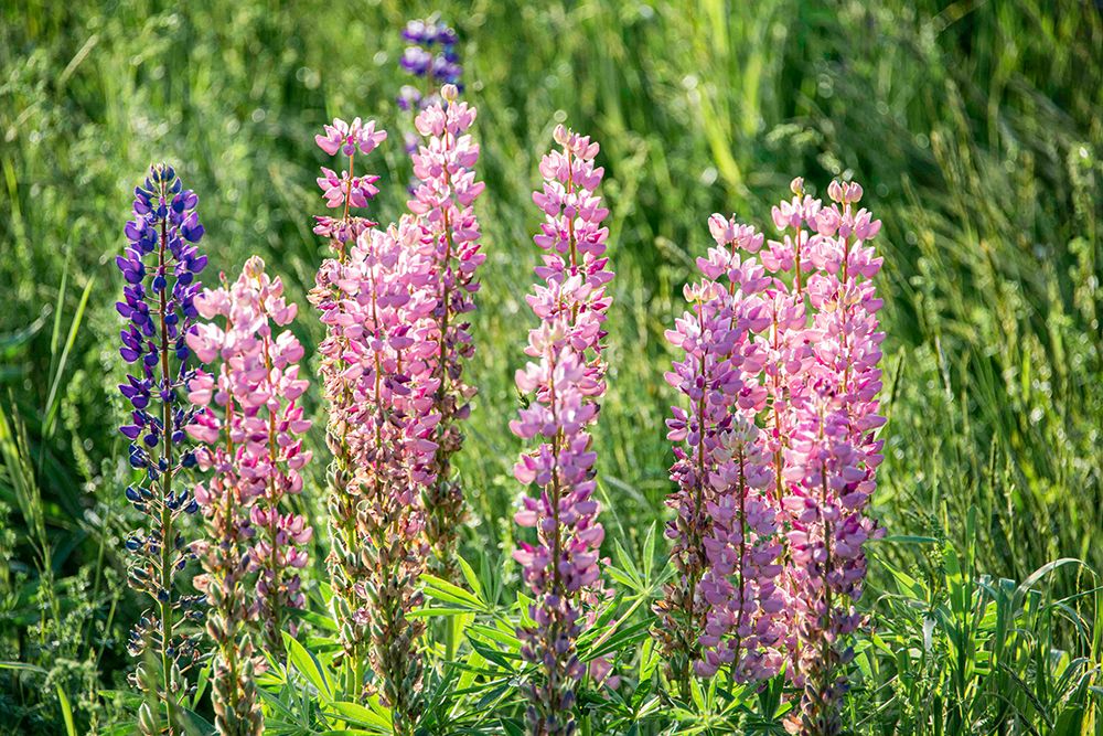 USA, Vermont, Stowe. Field of lupines blooming in spring on Rt 100 art print by Alison Jones for $57.95 CAD