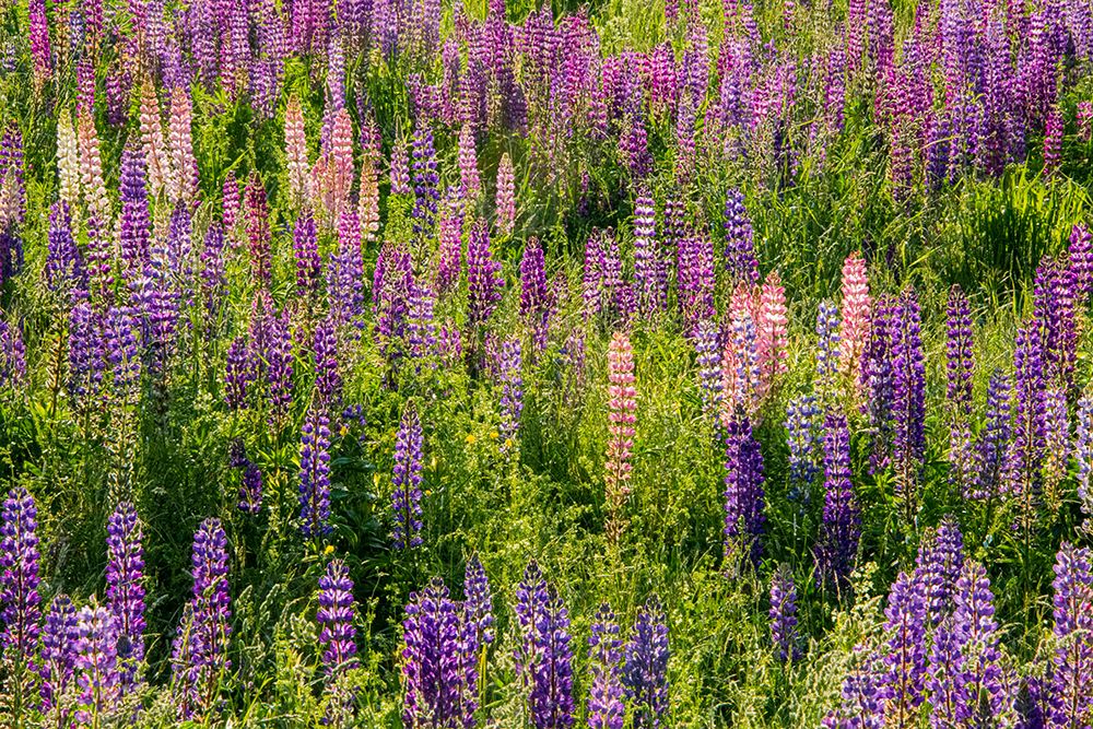 USA, Vermont, Stowe. Field of lupines blooming in spring on Rt 100 art print by Alison Jones for $57.95 CAD