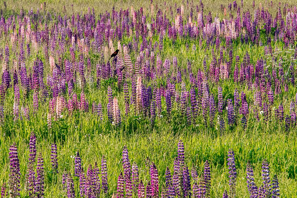 USA, Vermont, Stowe. Field of lupines blooming in spring, red-wing blackbird perched on a lupine art print by Alison Jones for $57.95 CAD