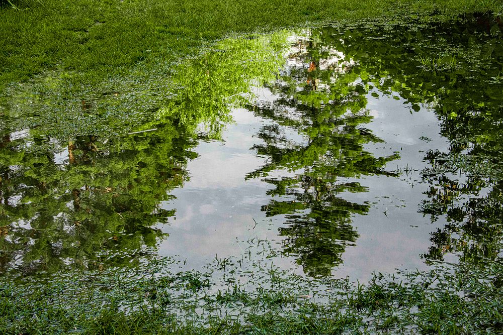 USA, Vermont, Stowe. Trees reflected in springtime puddle art print by Alison Jones for $57.95 CAD