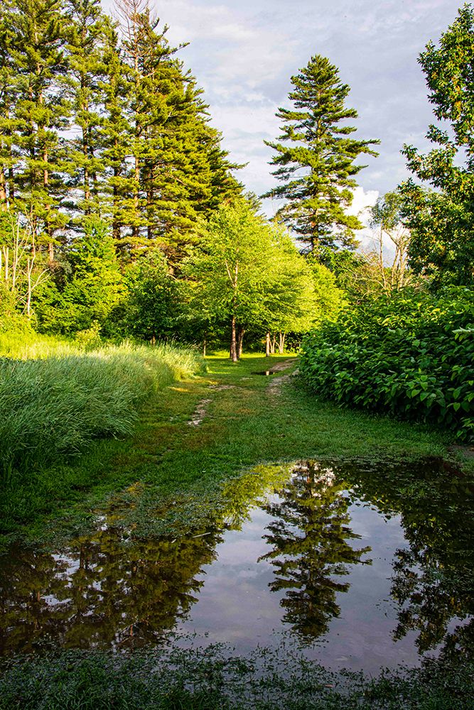 USA, Vermont, Stowe. Trees reflected in springtime puddle art print by Alison Jones for $57.95 CAD