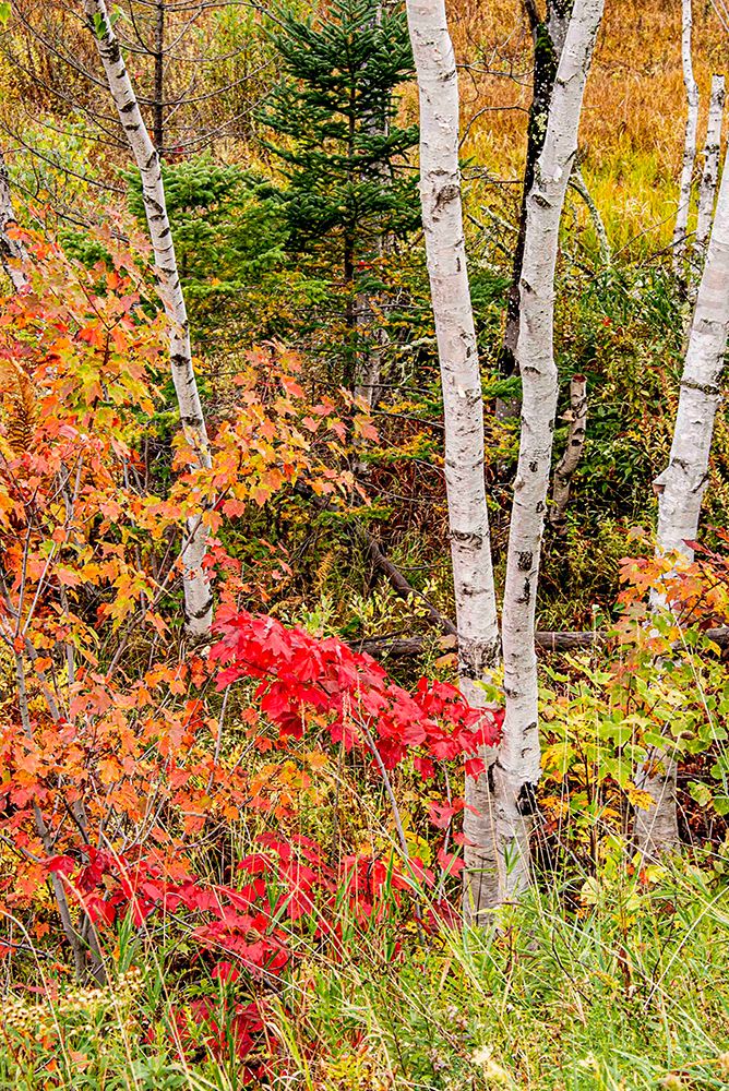 USA, Vermont, Stowe. Mountain road fall foliage. art print by Alison Jones for $57.95 CAD