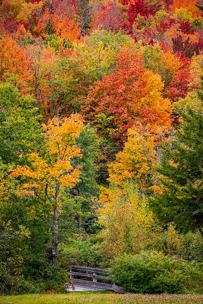 USA, Vermont, Granville. Fall foliage in Green Mountains, small bridge leading into the woods, art print by Alison Jones for $57.95 CAD