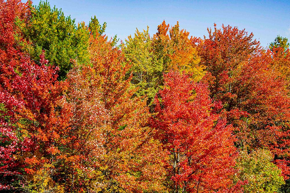 USA, Vermont, Granville. Fall foliage seen from Route 100 in Green Mountains art print by Alison Jones for $57.95 CAD
