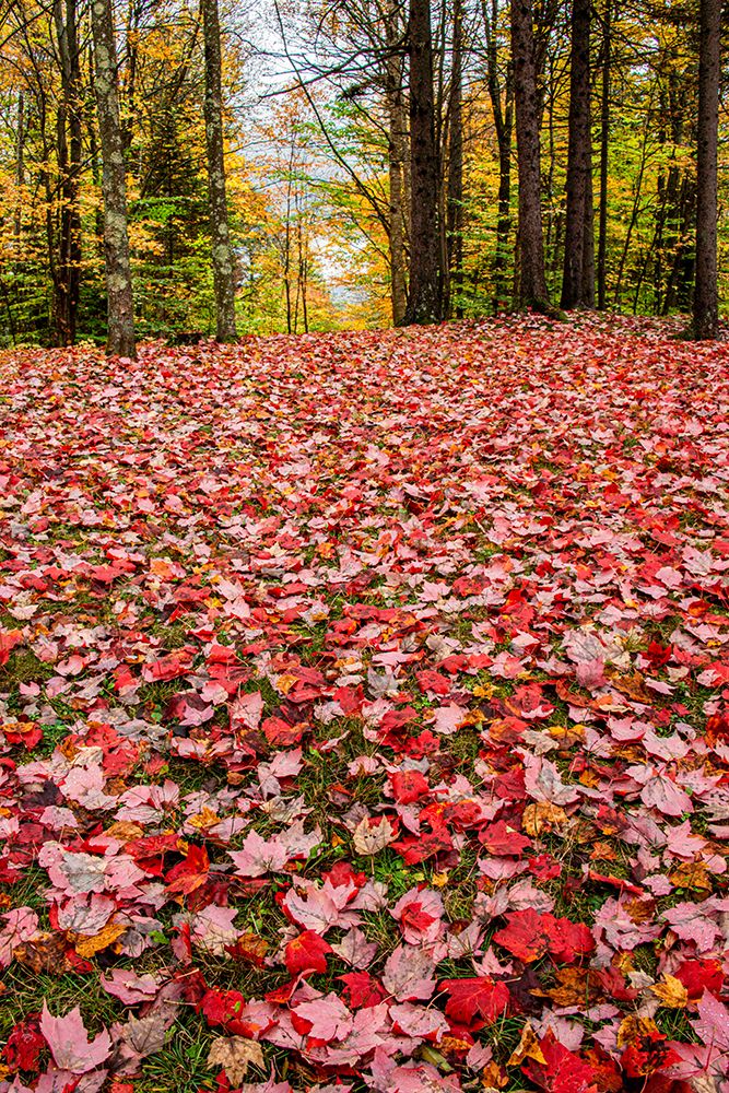 USA, Vermont, Morrisville. Red maple (Acer rubrum) leaves as a carpet on the ground art print by Alison Jones for $57.95 CAD