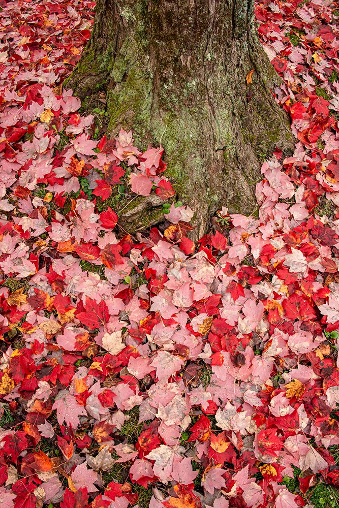 USA, Vermont, Morrisville. Red maple leaves as a carpet on the ground art print by Alison Jones for $57.95 CAD