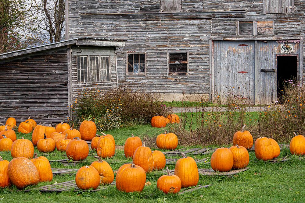 USA, Vermont, Morristown. Pumpkins for sale at old egg farm art print by Alison Jones for $57.95 CAD