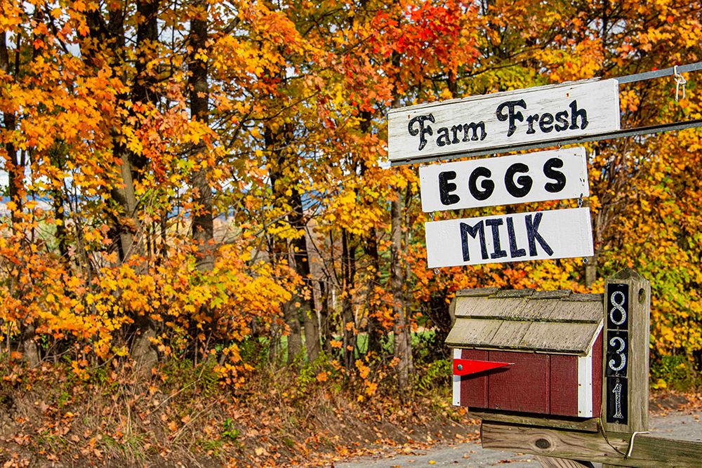 USA, Vermont, Morrisville, trees in autumn and sign for local Mennonite farm stand selling dairy. art print by Alison Jones for $57.95 CAD