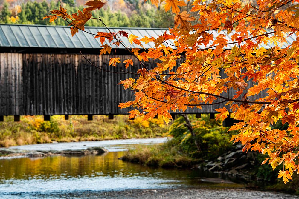 USA, Vermont, Mad River Valley. Waitsfield covered bridge, maple leaves in fall foliage, Mad River art print by Alison Jones for $57.95 CAD