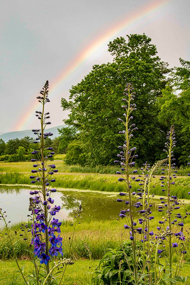 USA, Vermont, Addison County. Pond with rainbow, larkspur flowers. art print by Alison Jones for $57.95 CAD