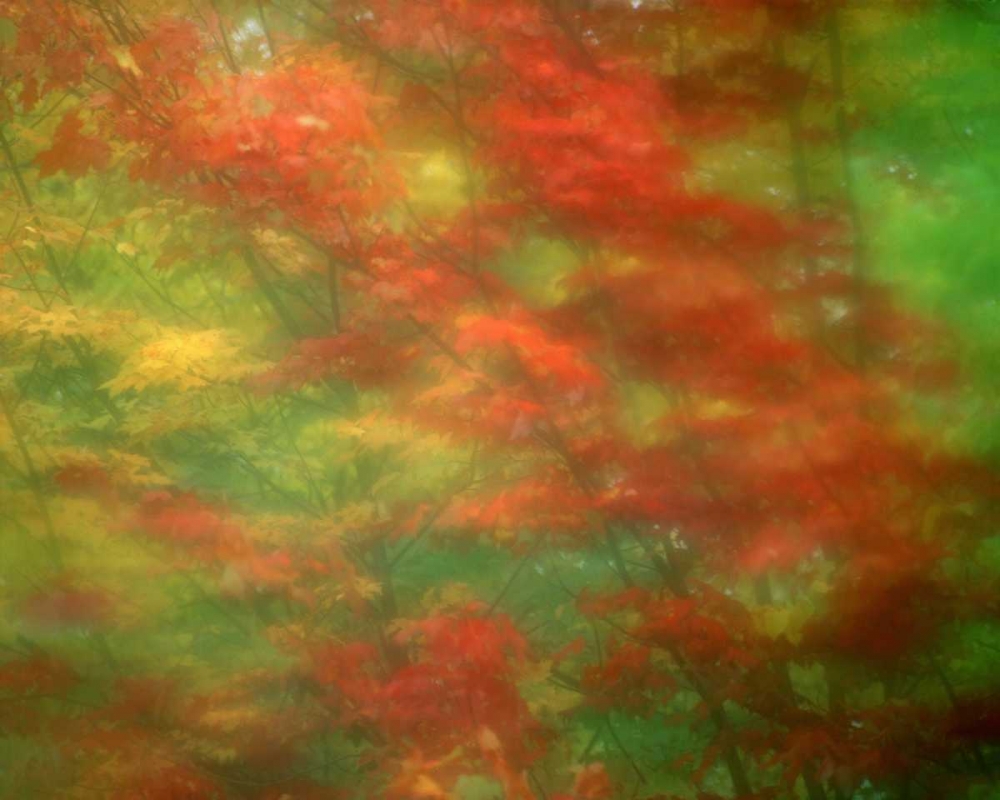 Vermont Abstract of maple trees art print by Jim Zuckerman for $57.95 CAD