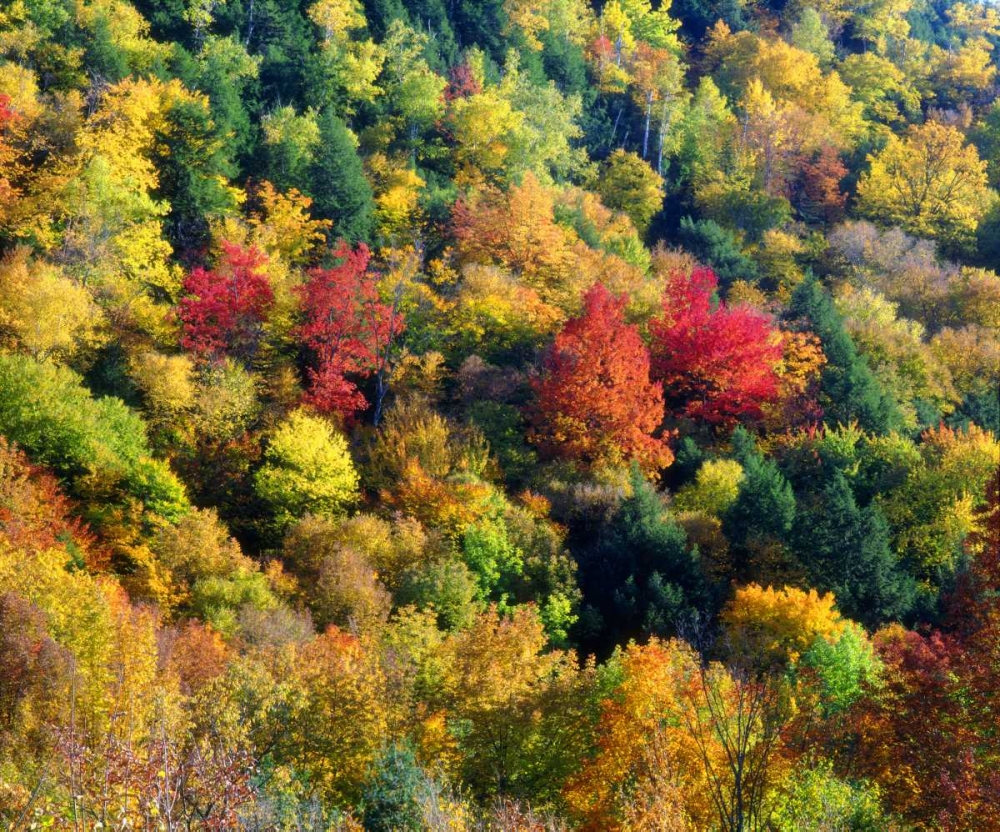 Vermont, Autumn Colors in the forest of Vermont art print by Christopher Talbot Frank for $57.95 CAD