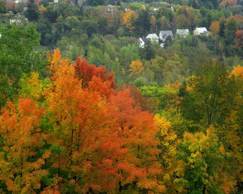 Vermont, St Johnsbury Hillside Trees and homes art print by Steve Terrill for $57.95 CAD
