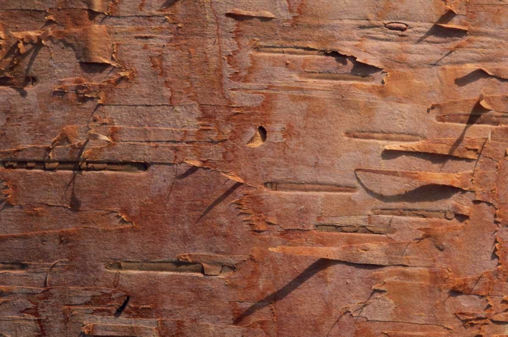 USA, Vermont Birch bark close-up art print by Marie Bush for $57.95 CAD