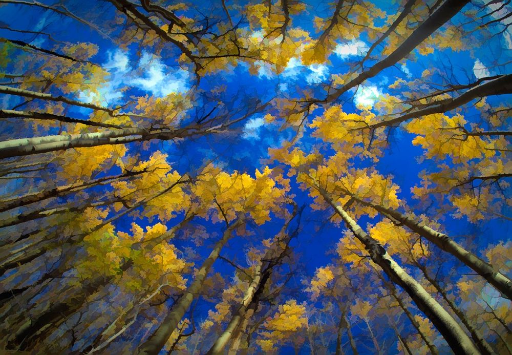 Vermont Abstract of looking up at trees with autumn foliage art print by Jaynes Gallery for $57.95 CAD