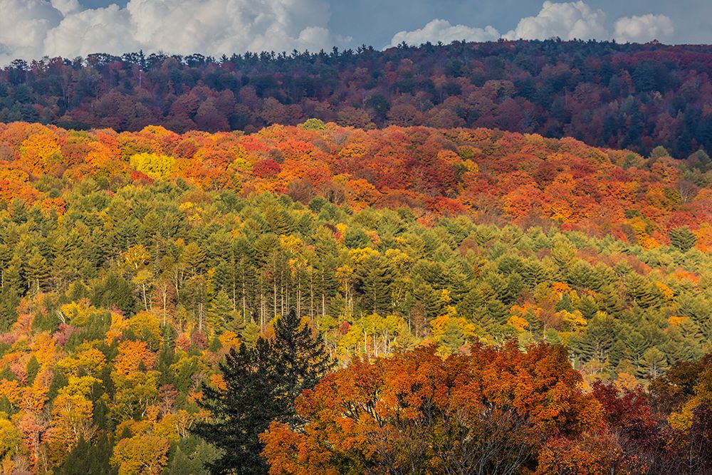 USA-Vermont-Peacham Autumn forest landscape art print by Jaynes Gallery for $57.95 CAD