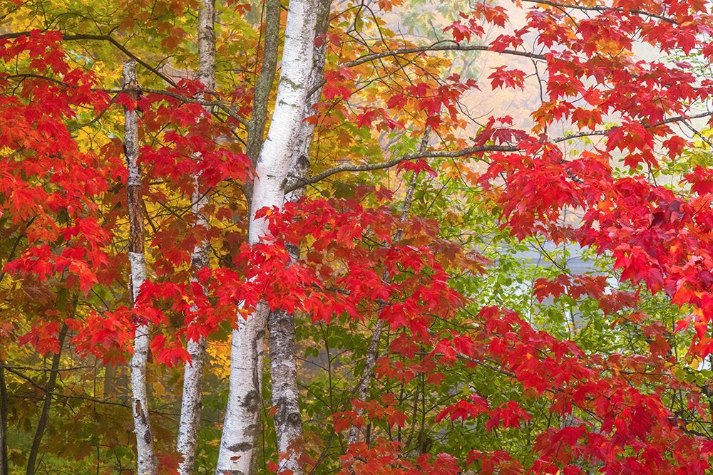 USA-Vermont Birch and maple trees in autumn color art print by Jaynes Gallery for $57.95 CAD