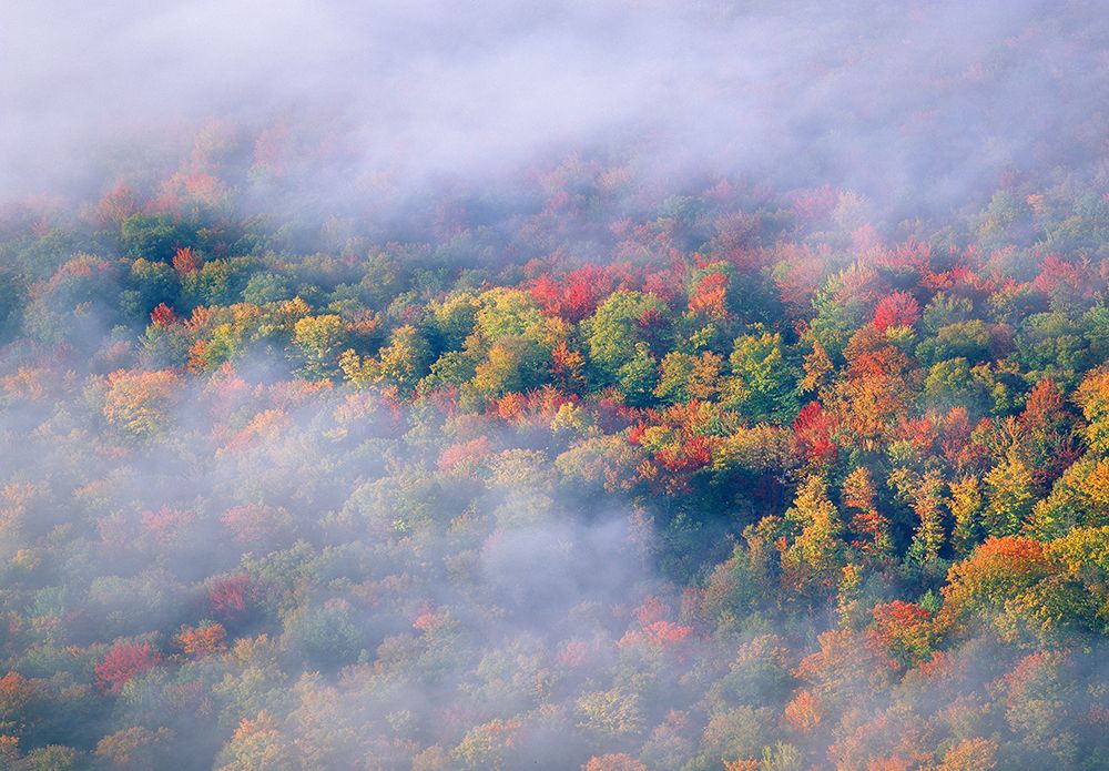 USA-Vermont Overview of wispy clouds and forest in autumn foliage art print by Jaynes Gallery for $57.95 CAD