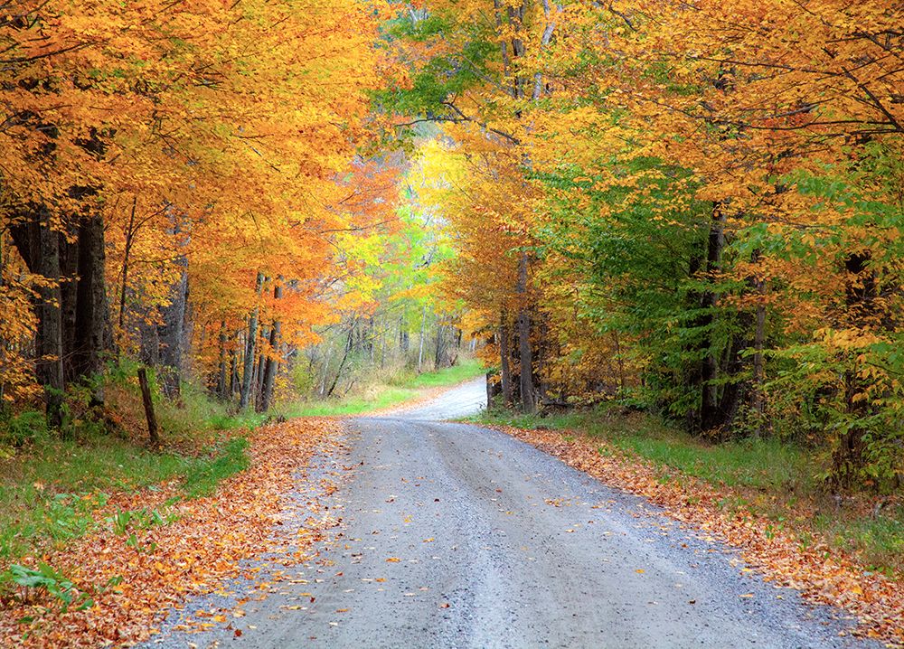 USA-New England-Vermont tree-lined roadway in Autumns Fall colors art print by Sylvia Gulin for $57.95 CAD