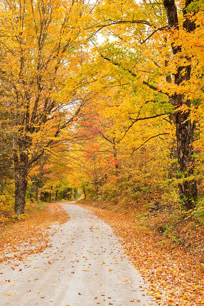 USA-New England-Vermont tree-lined roadway in Autumns Fall colors art print by Sylvia Gulin for $57.95 CAD