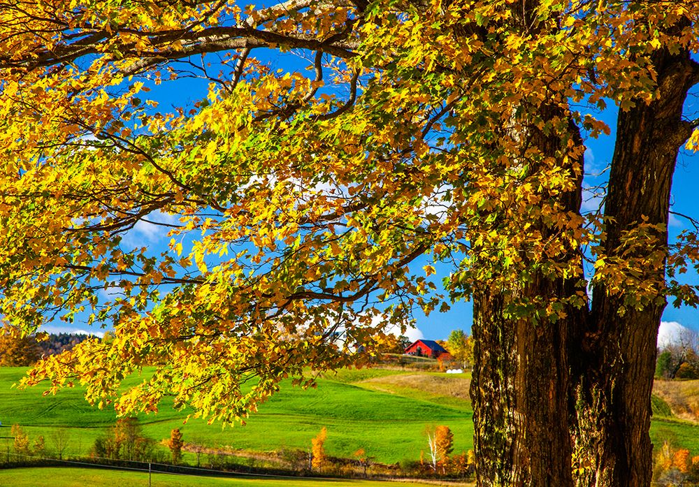 USA-New England-Vermont red barn in the countryside with Fall colors art print by Sylvia Gulin for $57.95 CAD
