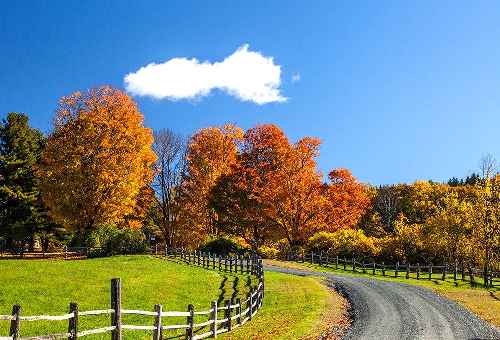 USA-New England-Vermont countryside with curved gravel road fence in Autumn art print by Sylvia Gulin for $57.95 CAD