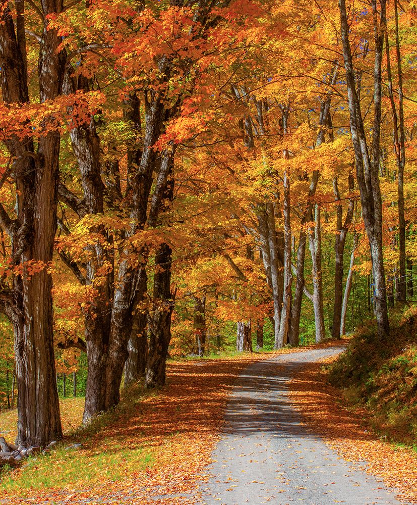 USA-New England-Vermont gravel road lined with sugar maple in full Fall color art print by Sylvia Gulin for $57.95 CAD
