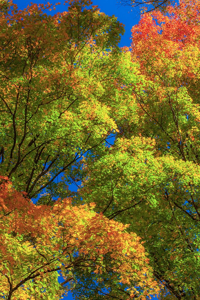 USA-New England-Vermont Autumn looking up into Sugar Maple Trees art print by Sylvia Gulin for $57.95 CAD