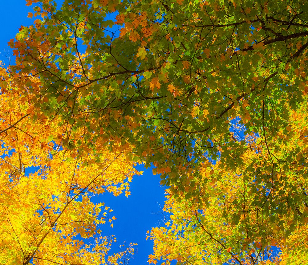 USA-New England-Vermont Autumn looking up into Sugar Maple Trees art print by Sylvia Gulin for $57.95 CAD