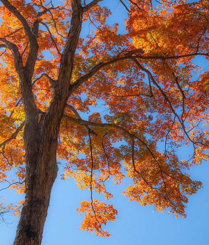 USA-New England-Vermont Autumn looking up into Sugar Maple Trees art print by Sylvia Gulin for $57.95 CAD